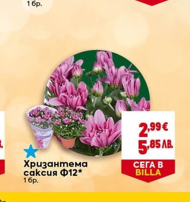 Хризантема саксия Ф12*