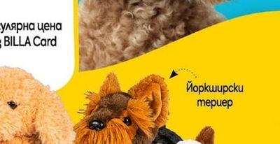 Европейска късокосместа котка
