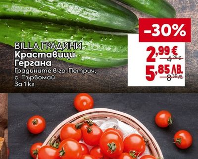BILLA ГРАДИНИ Краставици Гергана