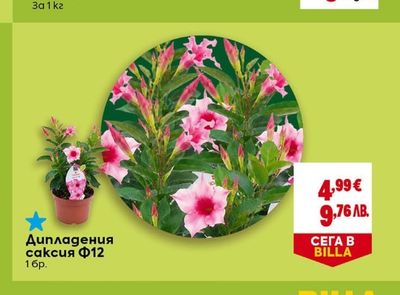 Круши Абате Фетел