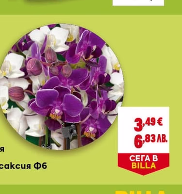 Сладка царевица