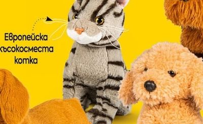 Европейска късокосместа котка