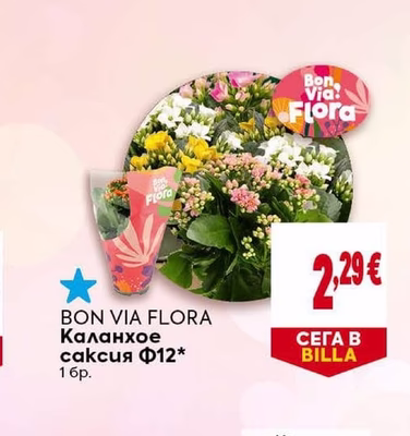 BON VIA FLORA Каланхое саксия Ф12*