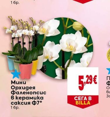 Мини Орхидея Фаленопсис в керамика саксия Ф7*