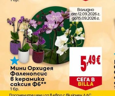 Мини Орхидея Фаленопсис в керамика