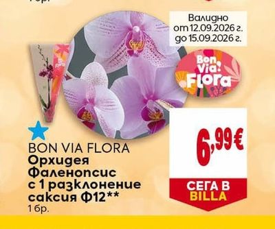 BON VIA FLORA Орхидея Фаленопсис с 1 разклонение