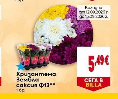 Хризантема Зембла