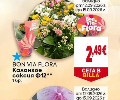 BON VIA FLORA Каланхое