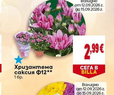 Хризантема