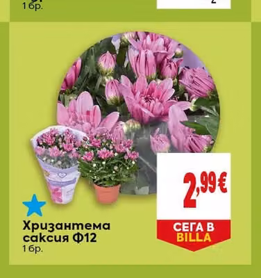Хризантема саксия Ф12