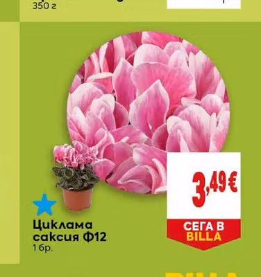 Циклама саксия Ф12