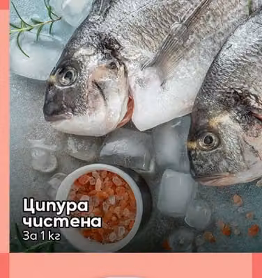 Ципура чистена