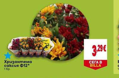 Хризантема саксия Ф12*