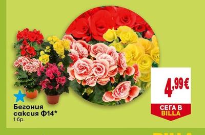 Бегония саксия Ф14*