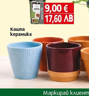 Киви храст