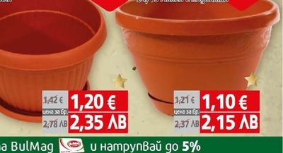 Саксия гладка / Лалеа с подложка