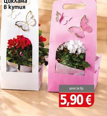 Циклама В кутия