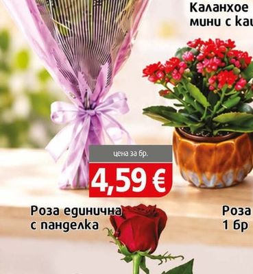 Букет Хризантема