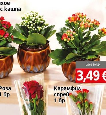 Каланхое мини с кашпа