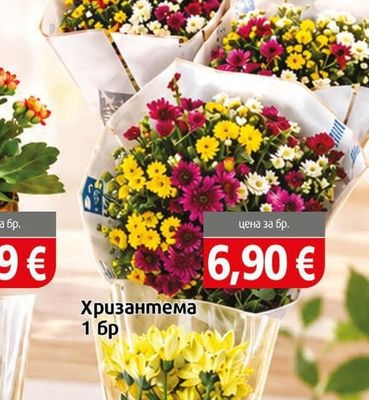 Хризантема