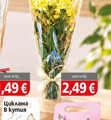 Хризантема
