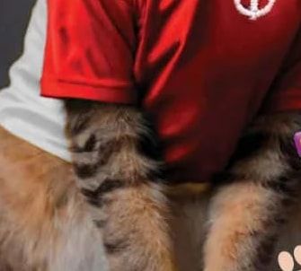 whiskas whiskas