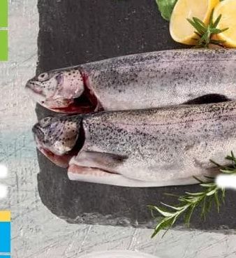 Salmon