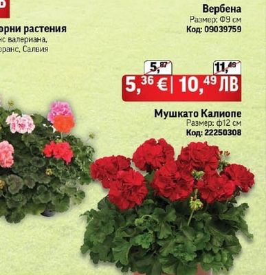 Вербена
