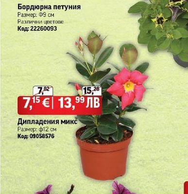 Бордюрна петуния