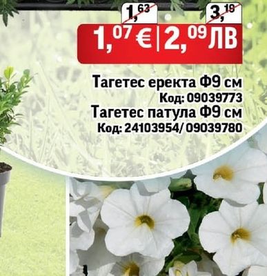 Тагетес еректа
