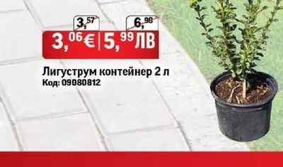 Лигуструм контейнер 2 л