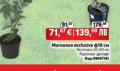 Магнолия exclusive ф18 см
