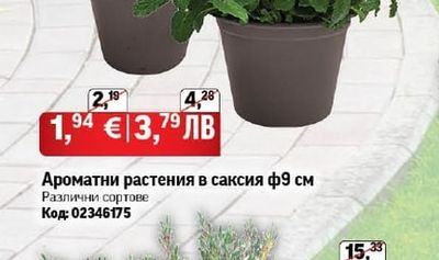 Ароматни растения в саксия ф9 см