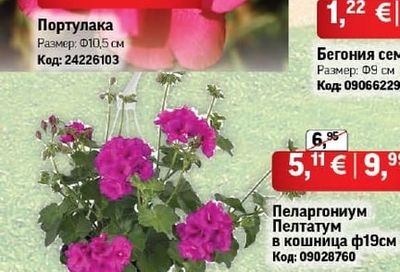 Портулака