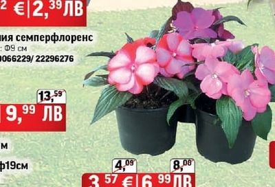 Бегония семперфлоренс