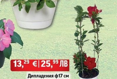 Каскадна петуния