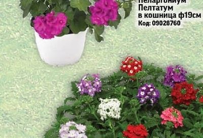 Пеларгониум Пелтатум