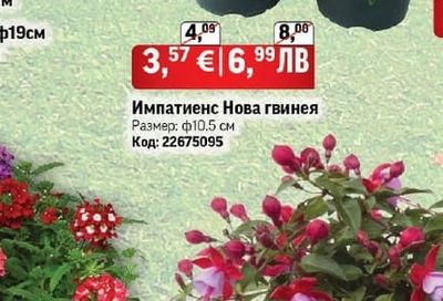 Импатиенс Нова гвинея
