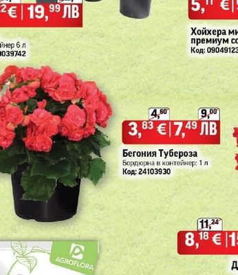 Роза