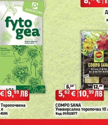 Бегония Тубероза