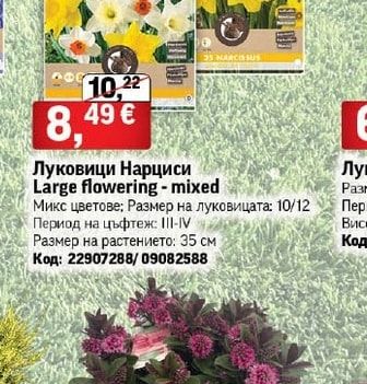 Луковици Нарциси Large flowering - mixed