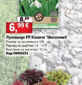 Луковици РР Кокиче 'Woronowii'