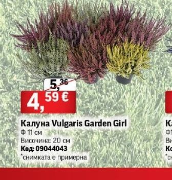 Калуна Vulgaris Garden Girl
