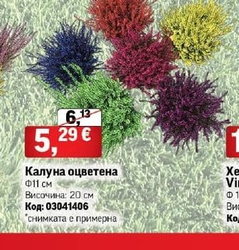 Калуна оцветена