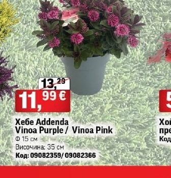 Хебе Addenda Vinoa Purple / Vinoa Pink