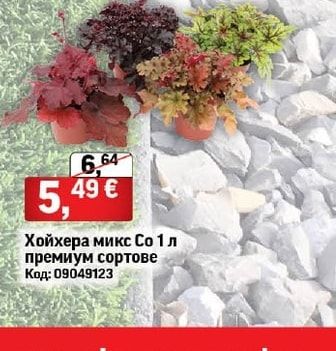 Хойхера микс Со 1 л премиум сортове