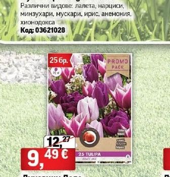 Луковици Budget Garden