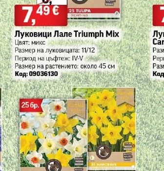 Луковици Лале Triumph Mix