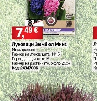 Луковици Зюмбюл Микс