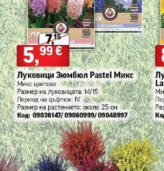 Луковици Зюмбюл Pastel Микс